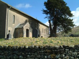 Wild daffodils in the churchyard 2009